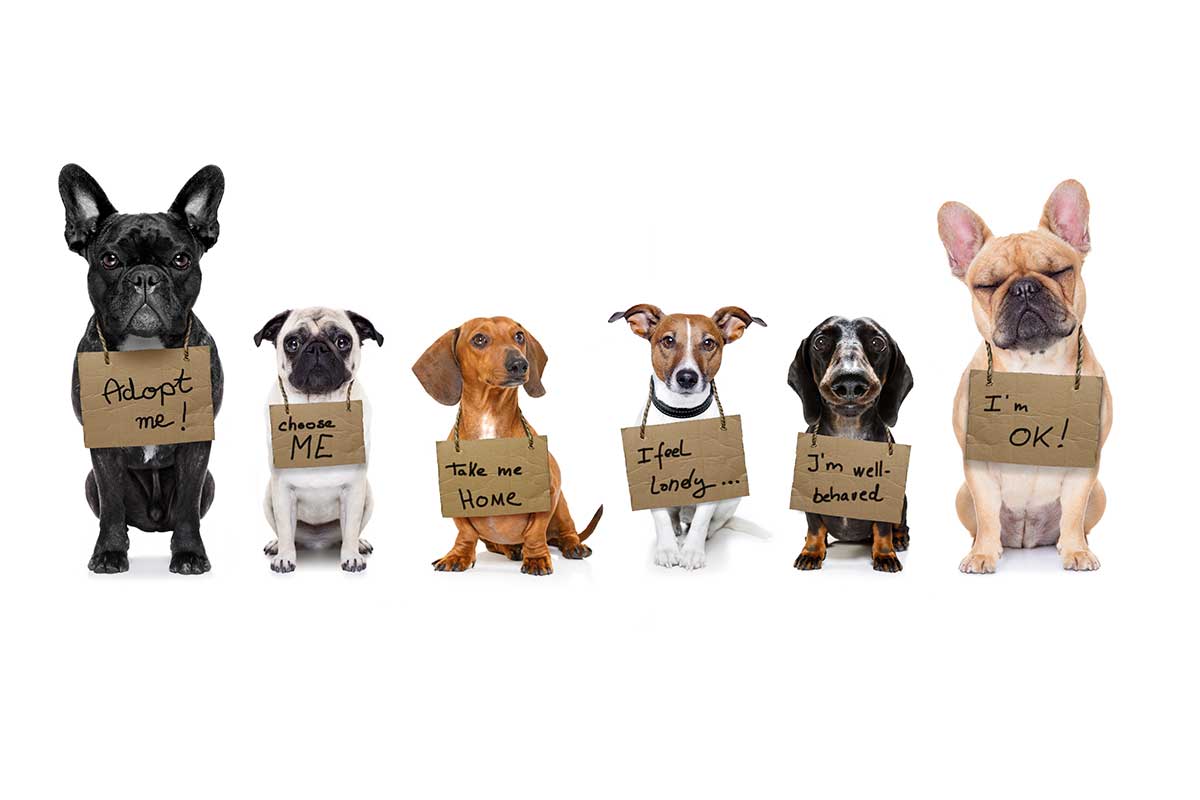 Puppies with signs.
